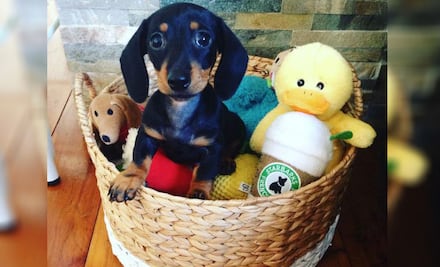 10 ideas para organizar los juguetes de tu perro