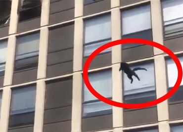 Gatito salta de un edificio en llamas y sale ileso