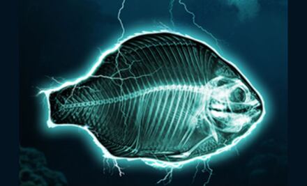 Chefs europeos se unen contra la pesca eléctrica