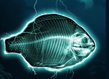 Chefs europeos se unen contra la pesca eléctrica