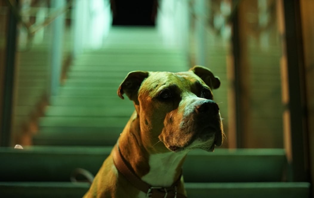 Foto: Nacho en Pexels