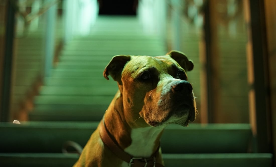 Foto: Nacho en Pexels