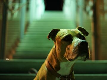 Las 10 razas de perros que son más abandonadas