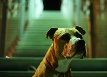 Las 10 razas de perros que son más abandonadas