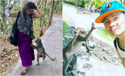 #DíaDelMono: “Monos ladrones” aterrorizan a turistas en todo el mundo