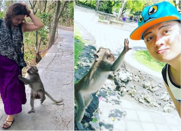 #DíaDelMono: “Monos ladrones” aterrorizan a turistas en todo el mundo