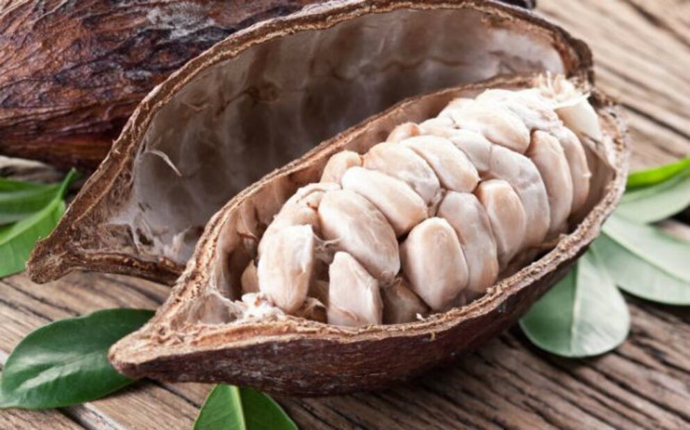 Cacao Grijalva se suma a los productos mexicanos con denominación de origen