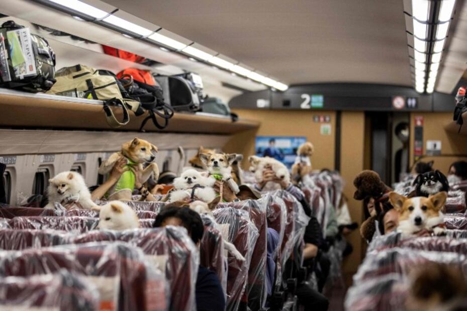 Destinan vagón de tren bala en Japón para que perritos viajen sin jaulas