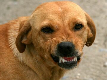 Estudio identifica a la raza de perros que muerde más a niños