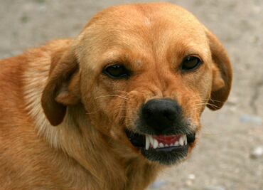 Estudio identifica a la raza de perros que muerde más a niños