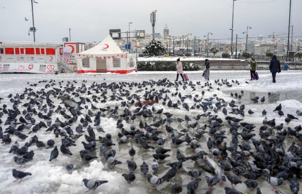 Fotos y videos de animales congelados por intensas nevadas en Turquía