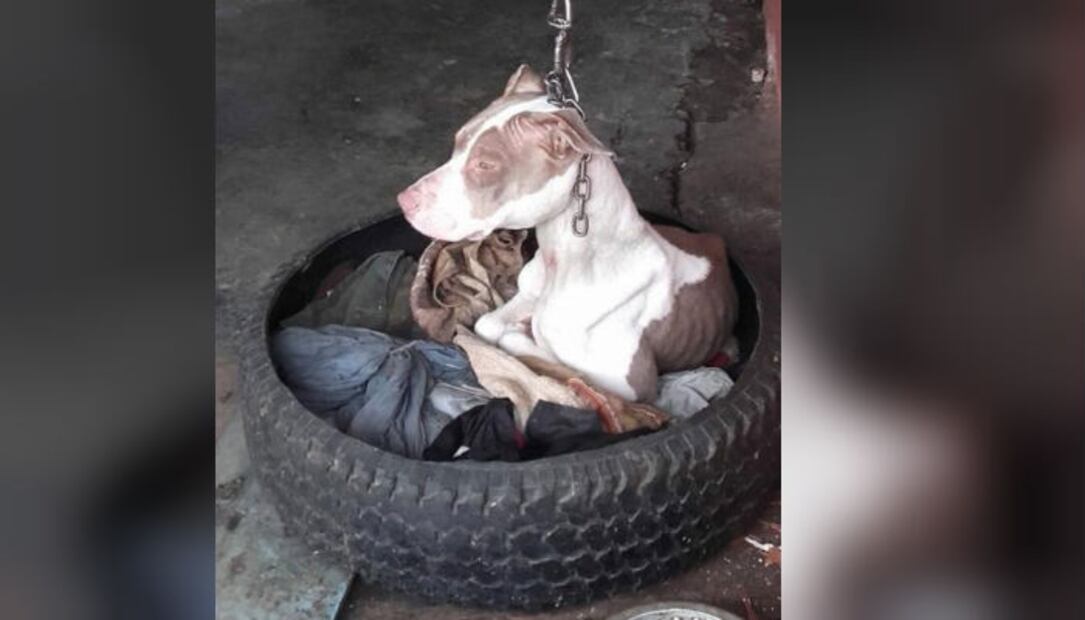 Cala, la perrita que ha superado crueles pruebas de vida