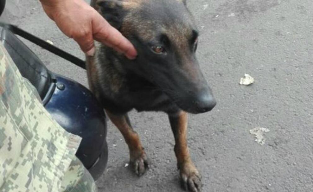 ¡Héroes de cuatro patas! Los perros rescatistas que nos han robado el corazón