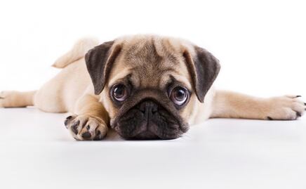 Estudio revela que los pugs tienen doble probabilidad de enfermar que otras razas