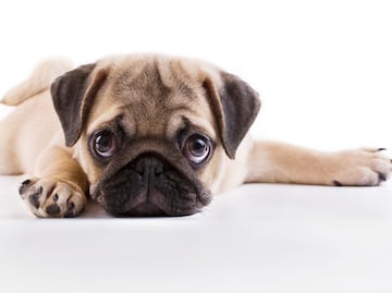 Estudio revela que los pugs tienen doble probabilidad de enfermar que otras razas