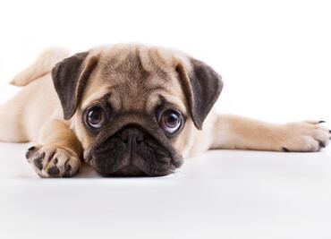 Estudio revela que los pugs tienen doble probabilidad de enfermar que otras razas