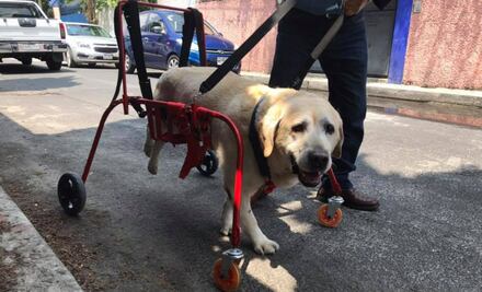 Car-Can, la iniciativa mexicana que “echa una pata” a animales discapacitados