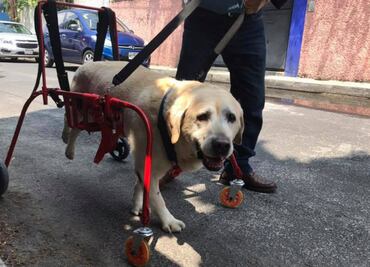 Car-Can, la iniciativa mexicana que “echa una pata” a animales discapacitados
