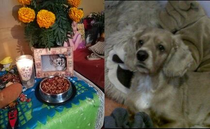 #TeExtrañoLomito: Tuiteros recuerdan a sus perros y gatos con cariño