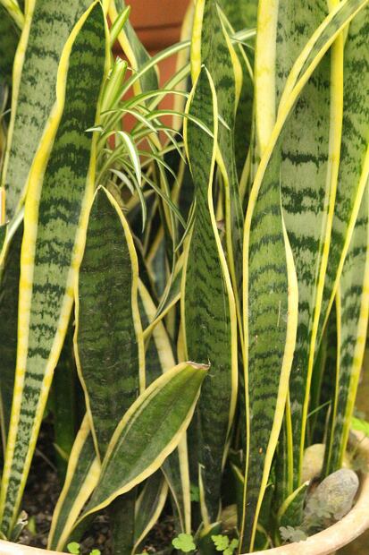 8 plantas que absorben el calor de tu casa