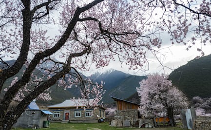 10 hermosas fotos de la primavera en el Tíbet