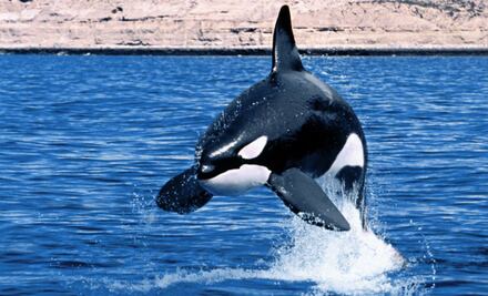 Keiko, el complicado pero exitoso proceso de su liberación