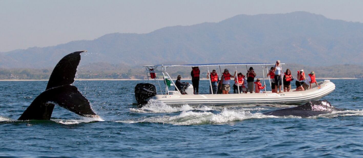 Ya viene la temporada de avistamiento de ballenas en Riviera Nayarit