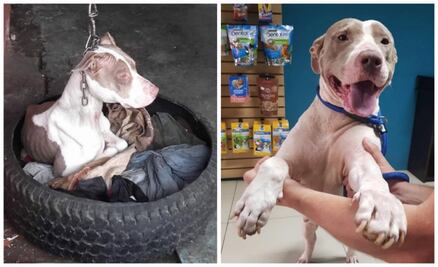 Cala, la perrita que ha superado crueles pruebas de vida