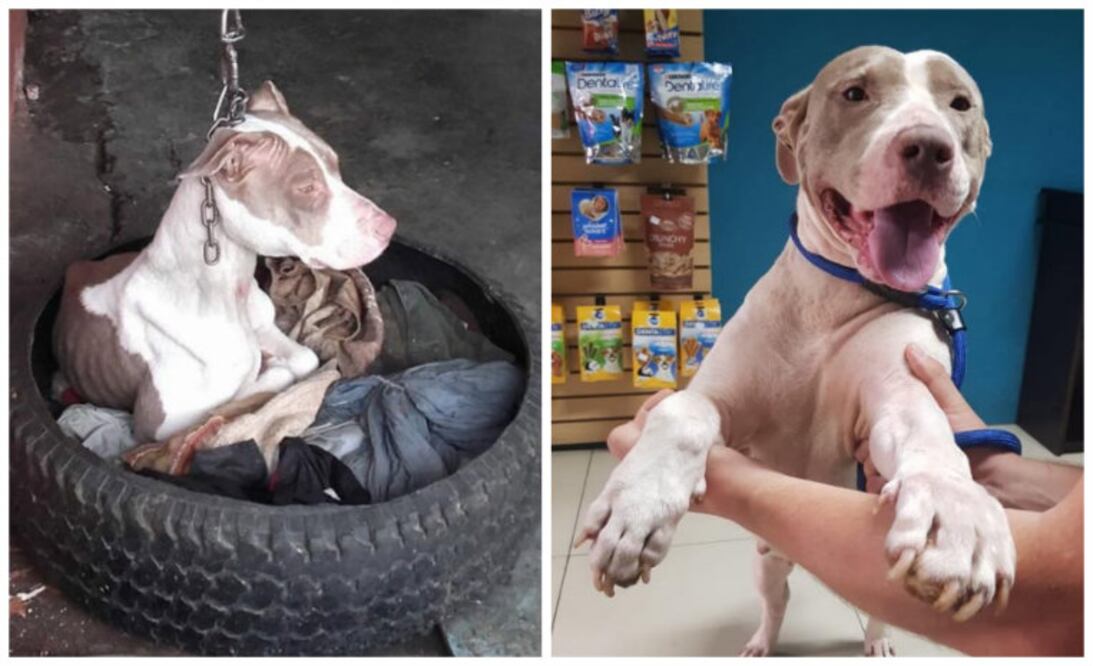 Facebook: Territorio de Zaguates