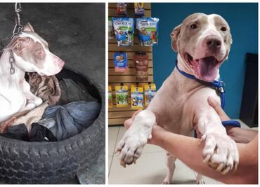 Cala, la perrita que ha superado crueles pruebas de vida