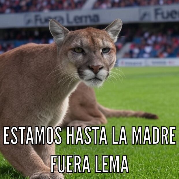 Pumas MEMES