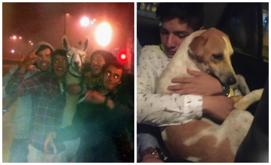 Foto: Facebook/Areli Caporali/Serge La llama