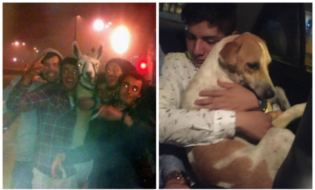 Foto: Facebook/Areli Caporali/Serge La llama