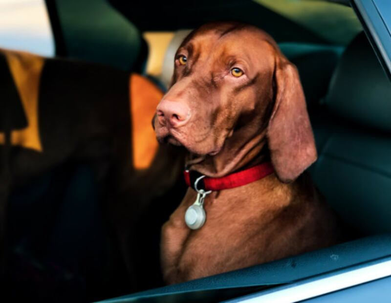 Kit de emergencia para mascotas… ¿qué debe tener?