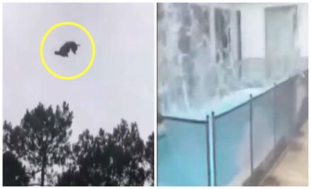 Arrojan un cerdo desde helicóptero a alberca de Millonario