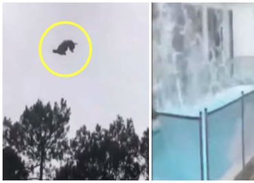 Arrojan un cerdo desde helicóptero a alberca de Millonario