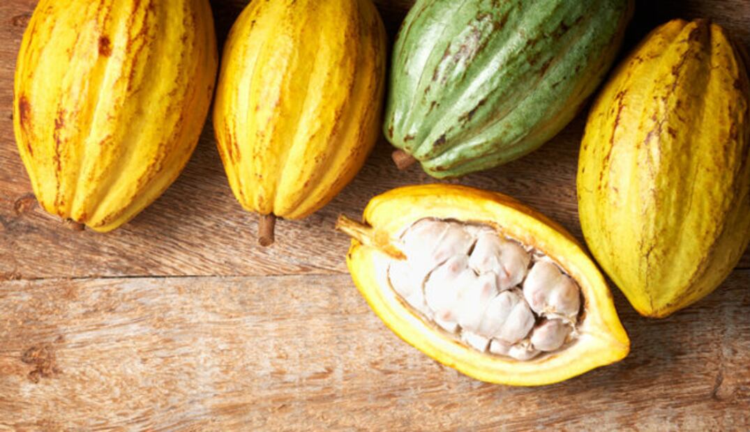 Cacao Grijalva se suma a los productos mexicanos con denominación de origen