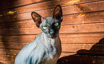 10 cuidados especiales que necesitan los gatos sin pelo