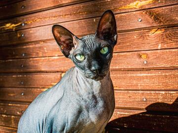 10 cuidados especiales que necesitan los gatos sin pelo