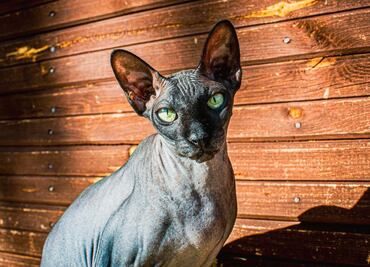 10 cuidados especiales que necesitan los gatos sin pelo