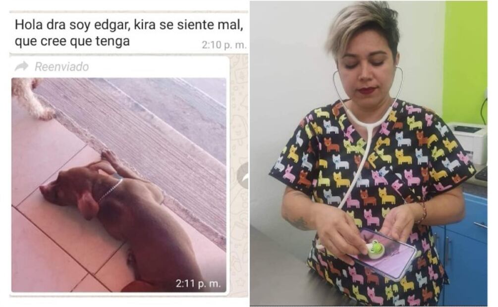 Los 10 mejores memes para celebrar el Día del Veterinario con risas