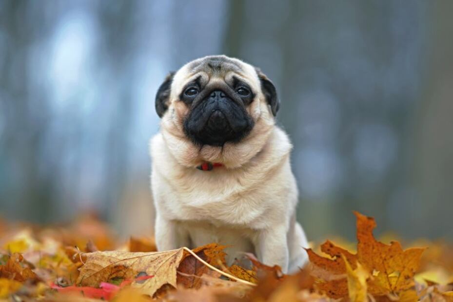 3 razones de salud por las que los perros pug deben dejar de existir