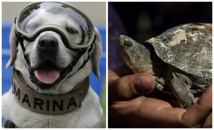 10 animales que nos dieron esperanza entre los escombros del 19-S