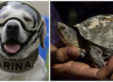 10 animales que nos dieron esperanza entre los escombros del 19-S