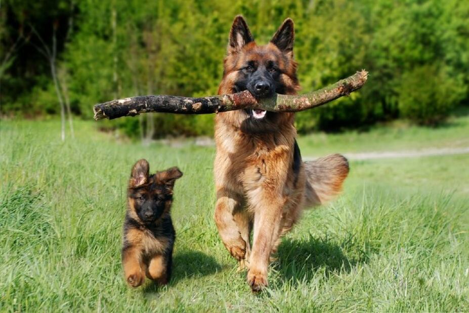 Las 10 razas de perro más fáciles de entrenar 