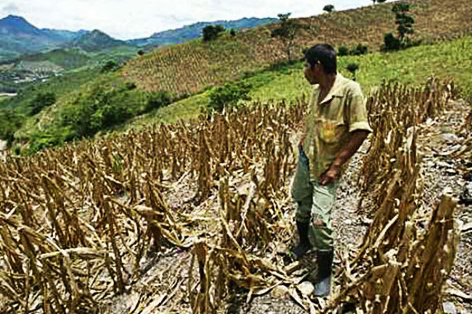 Así afecta el cambio climático en nuestra alimentación 