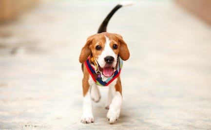 ¿Cuál es la edad ideal para esterilizar a tu perro?