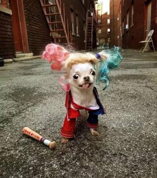 Los 10 mejores disfraces de Halloween para perros