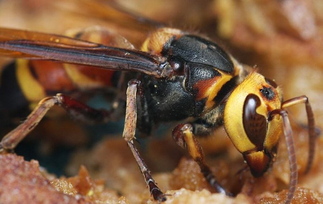 Foto: Thomas Brown Wikicommons