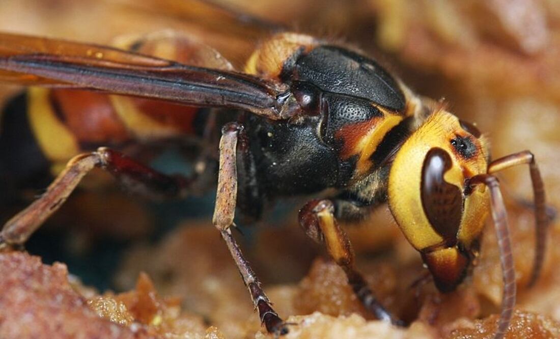 Foto: Thomas Brown Wikicommons